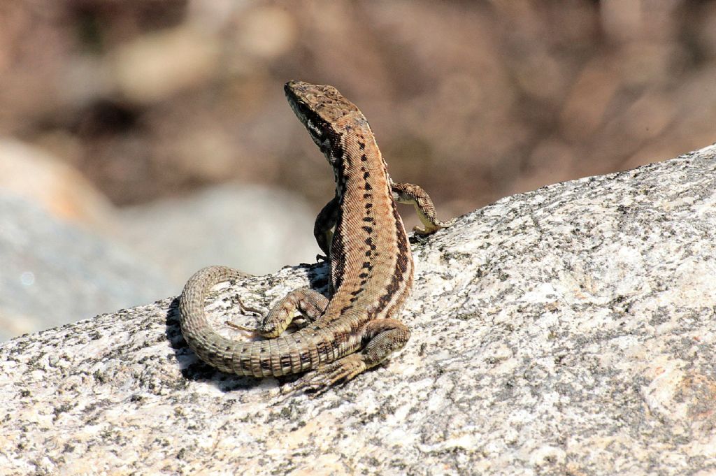 La solita Podarcis muralis?